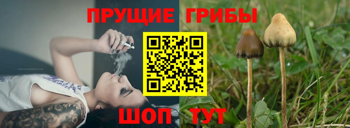 Котельники  Галлюциногенные грибы GOLDEN TEACHER  Вход с VPN 